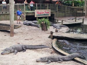 Alligators at Alligator Farm in St.Augustine