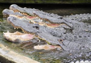 Hungry Alligators