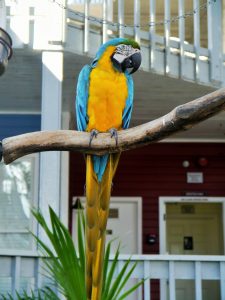 Parrot on Hilton Head Island