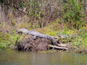 Alligator at Honey Swamp