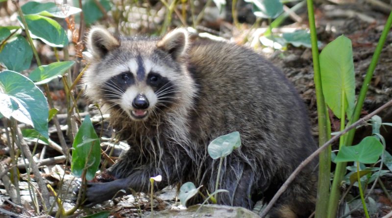 Racoon at the Honey Island Swamp